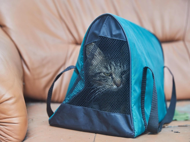 Смена места жительства — серьёзное испытание для кошки | Источник: Фото: Александр Ощепков