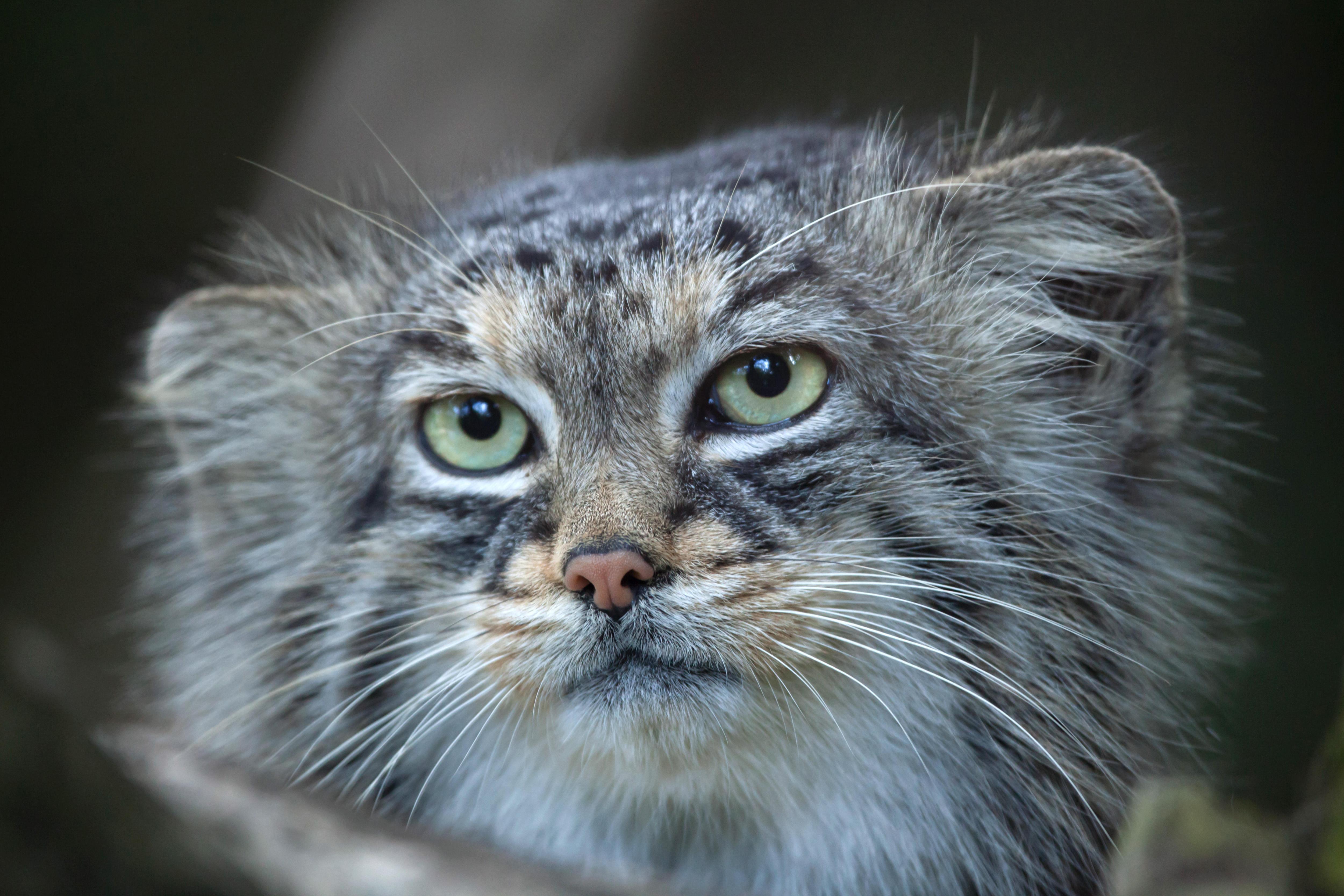 Неправильный кот: почему свободолюбивый нрав манулов грозит им вымиранием |  Вокруг Света