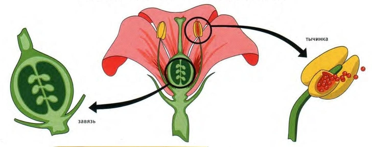 Лепестки цветка служат не только «приводным маяком» и «посадочной площадкой» для опылителей, но еще и отражателями света, угол наклона которых регулирует температуру в завязи (слева), где, словно в теплице, будут созревать семена. А чуткие антенны тычинок (справа) обсыплют потревожившее их насекомое пыльцой для адресной доставки ее другому цветку | Источник: Иллюстрация Андрея Атучина