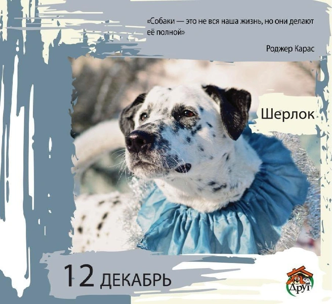 Отличное завершение года | Источник: приют «Друг»