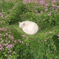 Аватарка Кошка