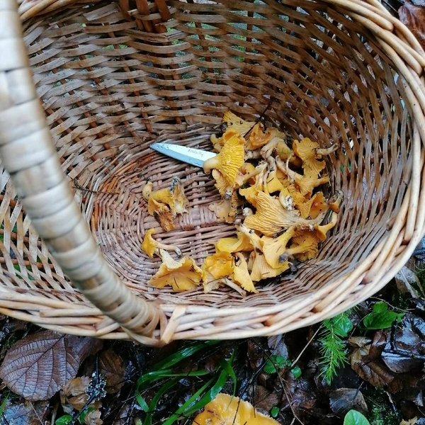 На юго-западе области тоже можно найти ценные экземпляры | Источник: Лада Хомченко / Грибы в Подмосковье 2025 / VK.com