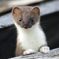 Аватарка Норма