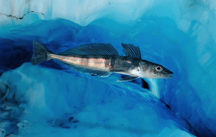 Щуковидная белокровка, она же «ледяная рыба» (Champsocephalus gunnari) | Источник: Paulo Oliveira / Alamy Stock Photo