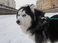 Владельцу хаски, которые разорвали лицо 9-летнему мальчику, вынесли приговор в Сочи