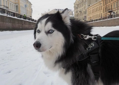 Владельцу хаски, которые разорвали лицо 9-летнему мальчику, вынесли приговор в Сочи