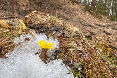 Мать-и-мачеха распустилась в Алтайском заповеднике