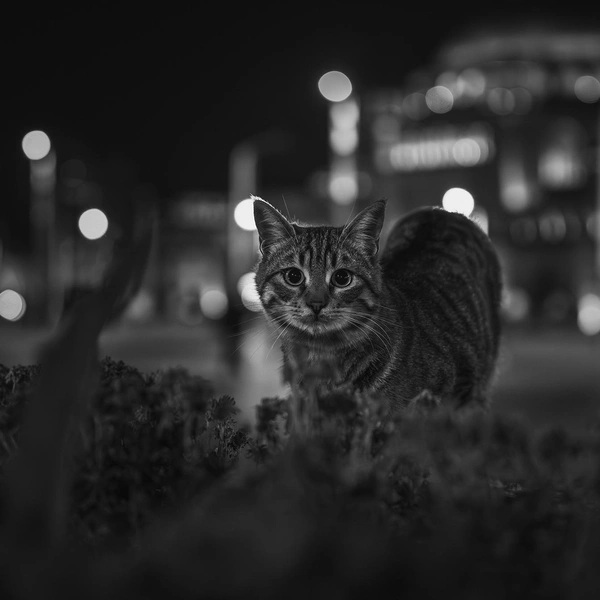 Работа Эммы Бойл, победившей в номинации «В движении» | Источник: Emma Boyle / Pet Photography Awards 2025