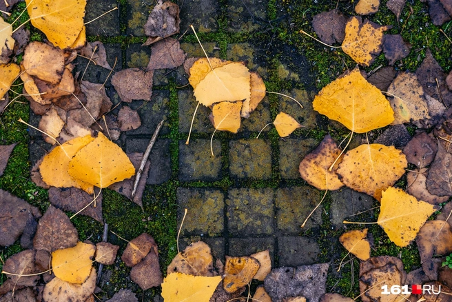 Источник: Евгений Вдовин / 161.RU