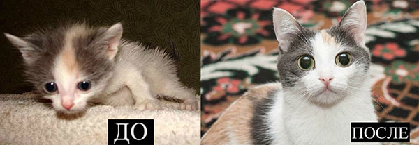 До и после: 7 трогательных историй бездомных животных, которых спасли самарцы