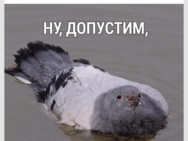 Откуда в подборке мемов про голубей взялась утка? | Источник: Городские медиа