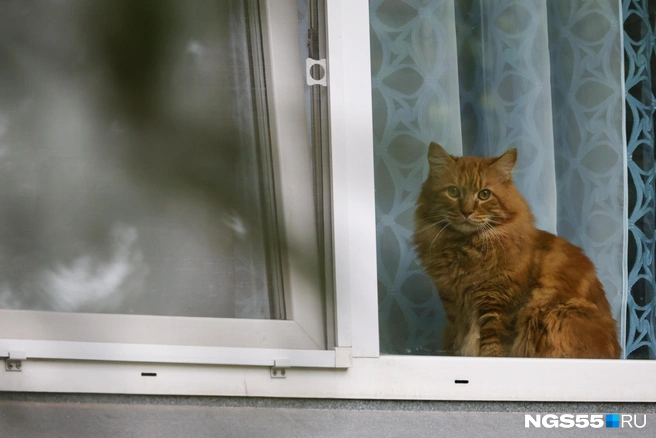 И только кот, как всегда, излучает умиротворение | Источник: Евгений Софийчук / NGS55.RU