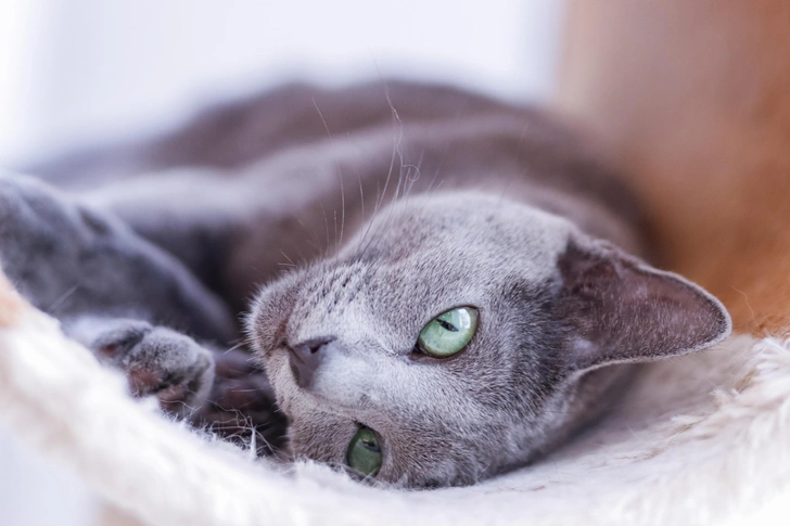 Русская голубая | Источник: Shutterstock/Fotodom.ru