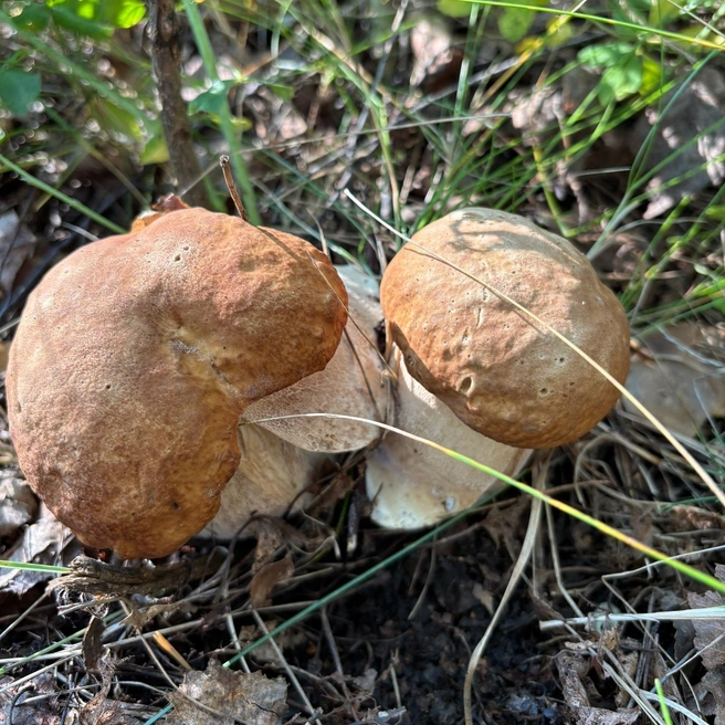 А такие грибочки находят в окрестностях Каслей | Источник: Грибы Челябинской области / Vk.com