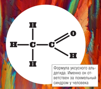 Почему нельзя употреблять алкоголь во время приема антибиотиков?