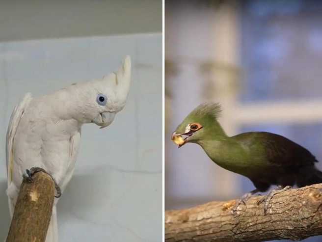 Вылупление птенцов произошло в августе 2025 года. | Источник: Новосибирский зоопарк / «ВКонтакте»