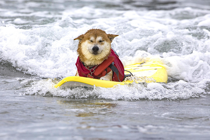 В Калифорнии прошли состязания по серфингу для собак