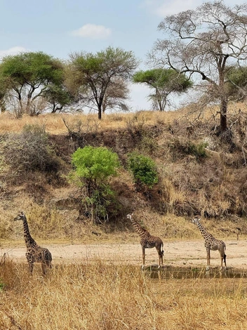 У жирафа в шее, несмотря на ее невероятную длину, всего семь позвонков, как и у большинства млекопитающих | Источник: Аня Покров / Telegram