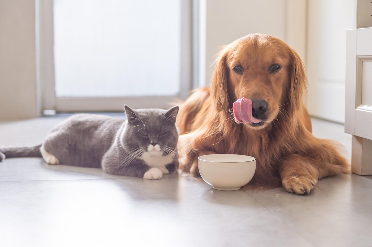 Что будет, если собака съест кошачий корм, а кошка — собачий