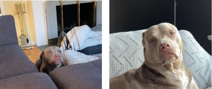 Как Ревень, питбуль из Ванкувера, помогает своей хозяйке по дому | Источник: соцсети/@rhubarbthedoggo