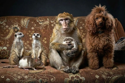 Siberian Circus Family Lives with Macaque, Meerkats, and More
