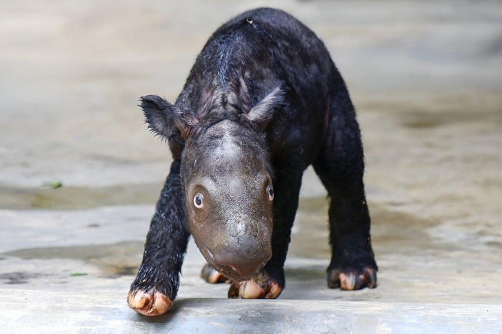 Первенец на 25 кило: посмотрите на детеныша суматранского носорога, который дал своему виду надежду
