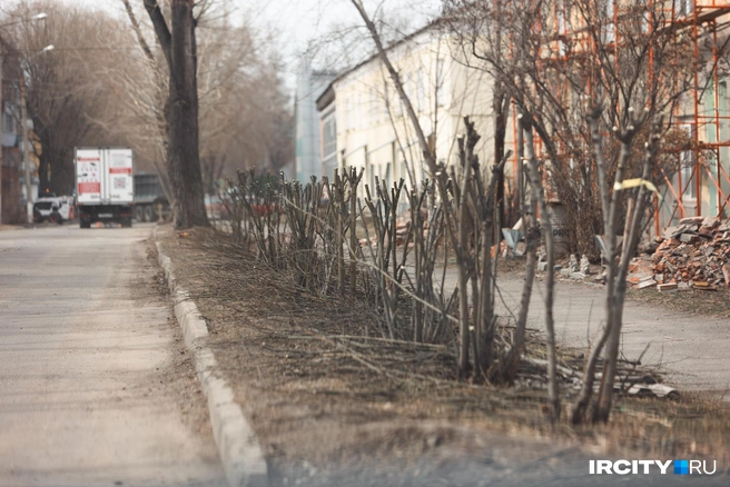 Благоприятное впечатление от улицы портится не от состояния дороги, а от благоустройства вокруг. Так выглядит формование кустиков | Источник: Даниил Конин / «ИрСити»