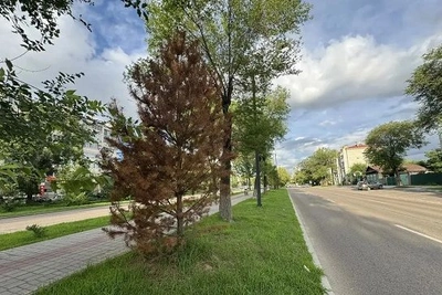 Почему у сосен-крупномеров пожелтела хвоя