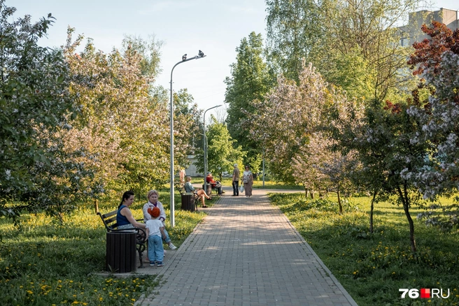 В сквере много цветущих деревьев. Словно находишься в саду  | Источник: Александр Куренной / 76.RU
