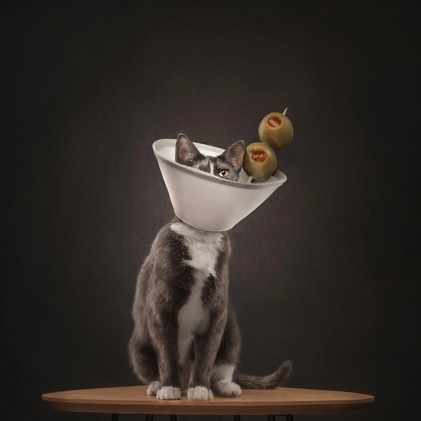 Источник: International Pet Photography Awards