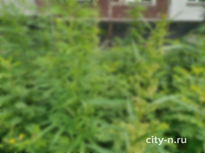 Источник: www.city-n.ru