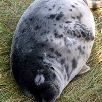 Аватарка Снисхождение