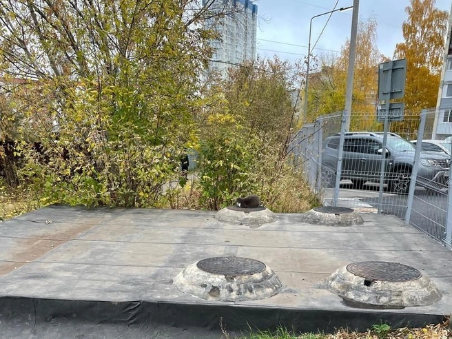undefined Таким Екатерина увидела кота в октябре 2022 года | Источник: Екатерина, взявшая кота на передержку
