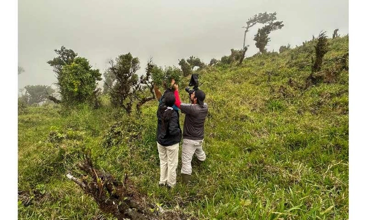 Новый вид дерева Clusia nanophylla нашли в Панаме спустя 25 лет после открытия — и сразу признали исчезающим