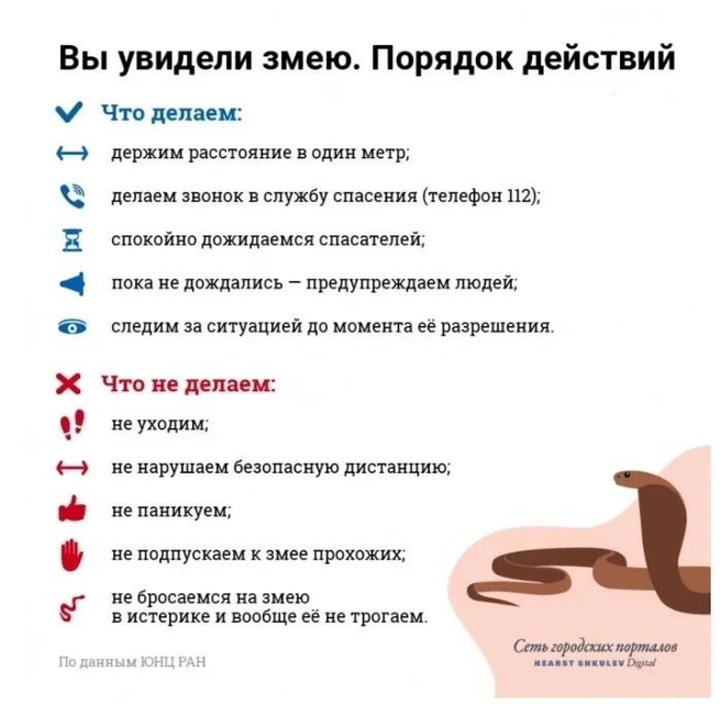 Что делать, если вы увидели змею | Источник: Полина Авдошина
