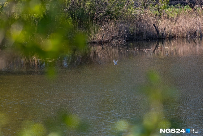 Чайки есть и в других районах города | Источник: Мария Ленц / NGS24.RU