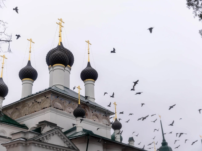 Птичьи стаи следуют своим обычным маршрутам | Источник: Артем Бауман / 76.RU