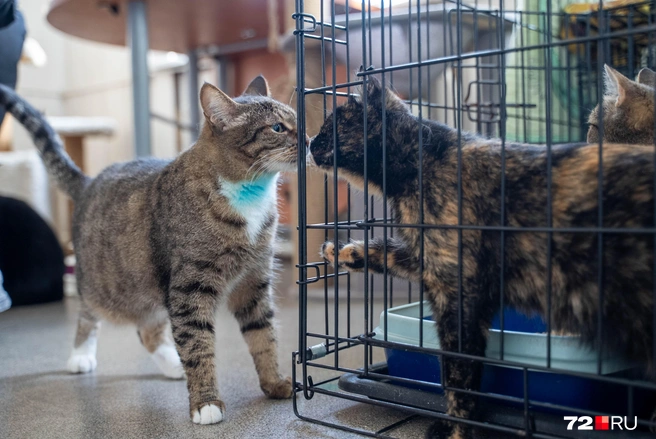 За время работы приюта удалось пристроить около 300 котов | Источник: Илья Чикотин / 72.RU