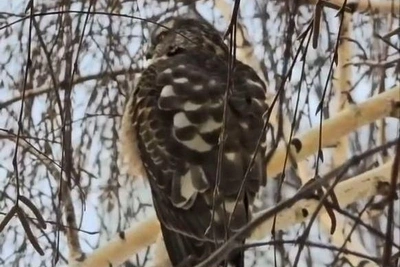 Биолог определил загадочную птицу в Новосибирске