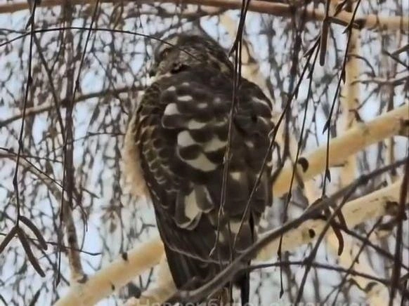 Хвост у нее слегка закруглен | Источник: «Ленинский район | Новосибирск»