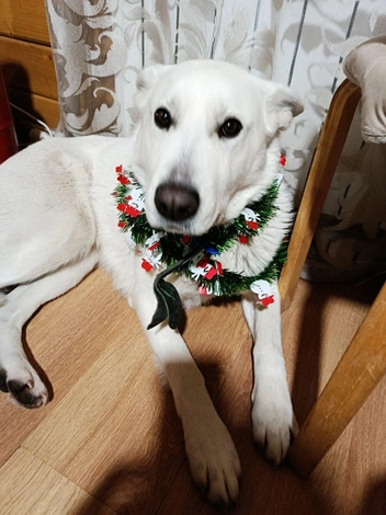 «Меня обещали показать только бабушке в „Вотсапе“. Я чувствую, что меня обманули, глобально» | Источник: читатель НГС 