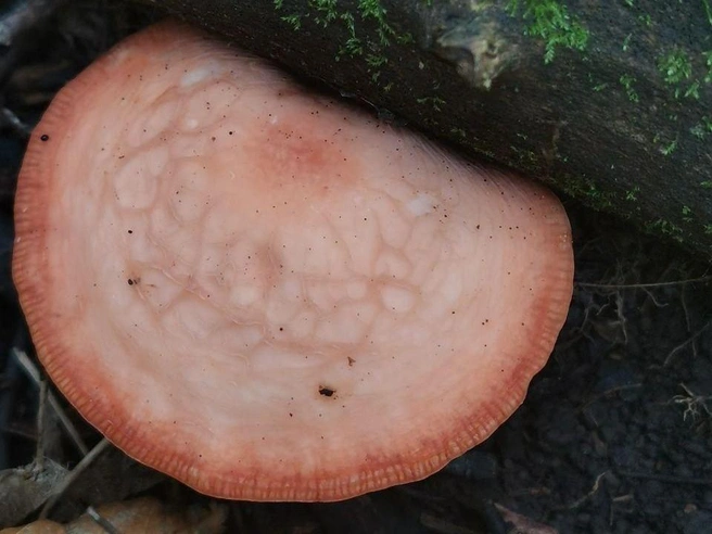 Название гриба родотус дальневидный | Источник: Жигулевский заповедник / t.me