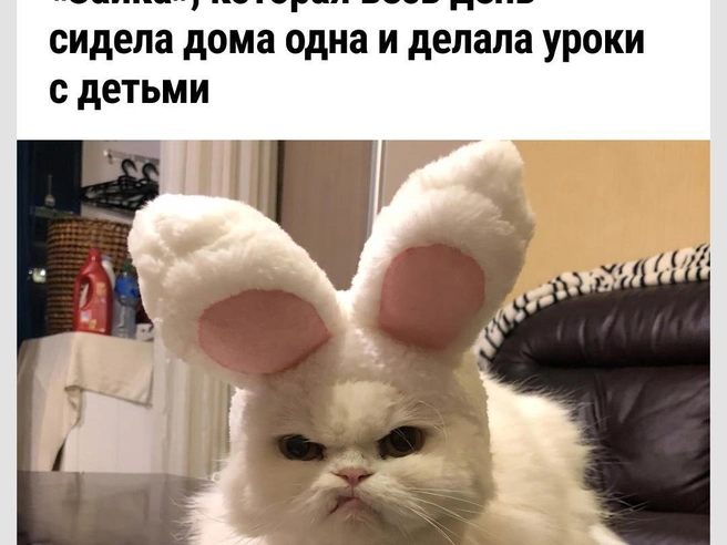 Зайка, кажется, недовольна | Источник: Городские медиа