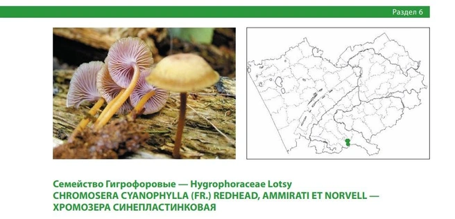 Это ксилотроф, то есть гриб, который разрушает древесину | Источник: Красная книга Алтайского края