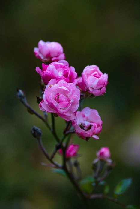 Робкие нежно-розовые бутоны будто не боятся холода… | Источник: Алексей Сапицкий 