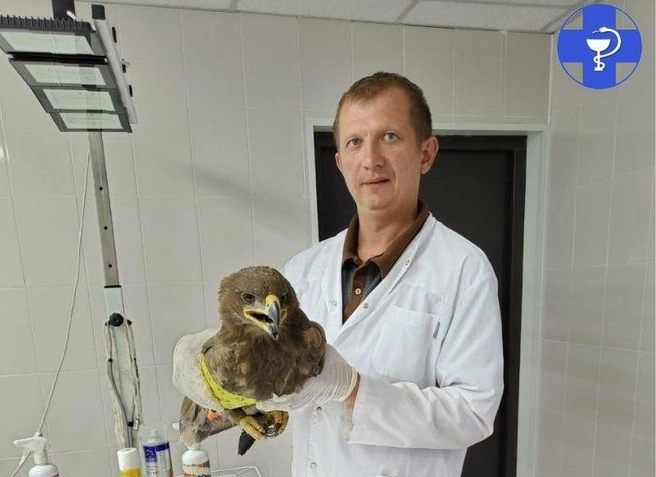 Та самая птица | Источник: Управление ветеринарии правительства Саратовской области