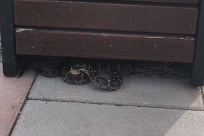 Змею поймали на набережной Благовещенска