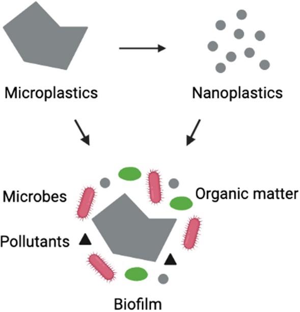 Невидимый след потребления: чем опасен микропластик
