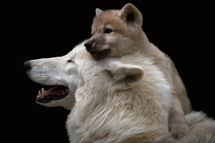 Хорошо набирает вес: в Китае подрастает первый в мире клонированный полярный волк
