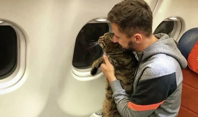 «Прожил жизнь достойно»: умер кот Виктор, которого не пустили в самолет из-за лишнего веса
